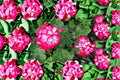 Red White Geranium Cuttings – Pelargonium, Bicolor Flowers, Unrooted Live Plant Propagation, Container or Garden Bed