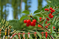Montmorency Cherry Cuttings – Unrooted Stem, Tart Red Fruit, Prunus cerasus, Fruit Tree for Propagation and Home Orchards