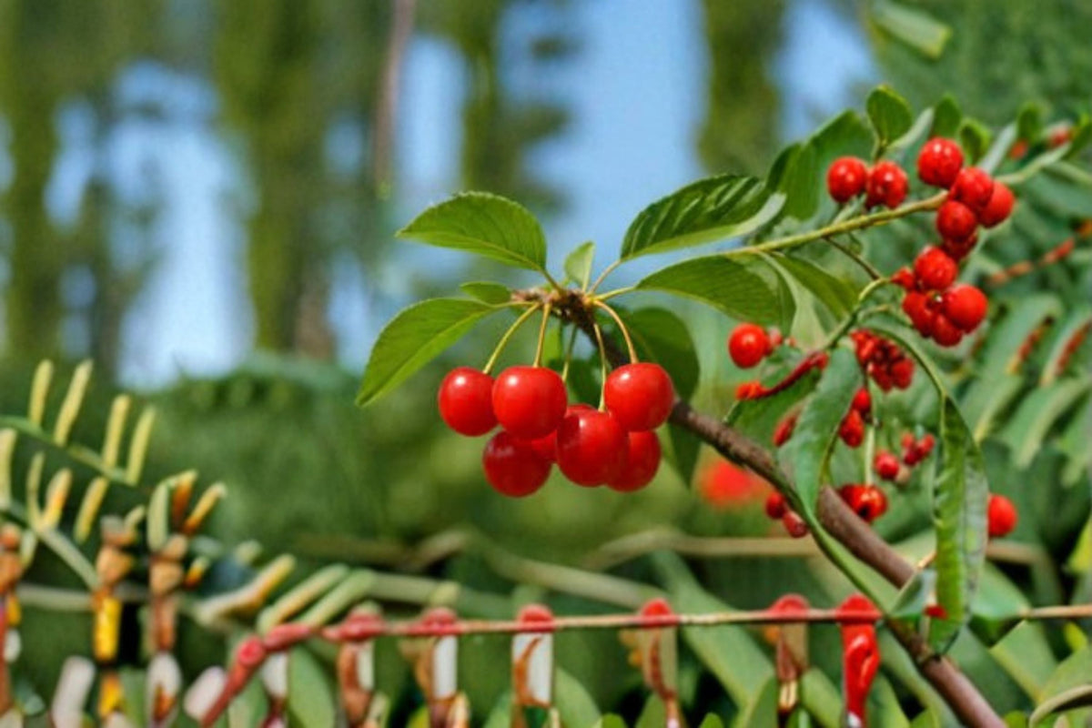 Montmorency Cherry Cuttings – Unrooted Stem, Tart Red Fruit, Prunus cerasus, Fruit Tree for Propagation and Home Orchards