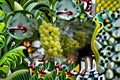 Cotton Candy Grape Cuttings Vitis vinifera Climbing Fruit Vine for Garden & Vineyard Propagation