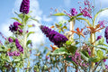 Black Purple Butterfly Bush Live Plant – 5–10 Inch Buddleia Shrub for Pollinators & Garden Decor