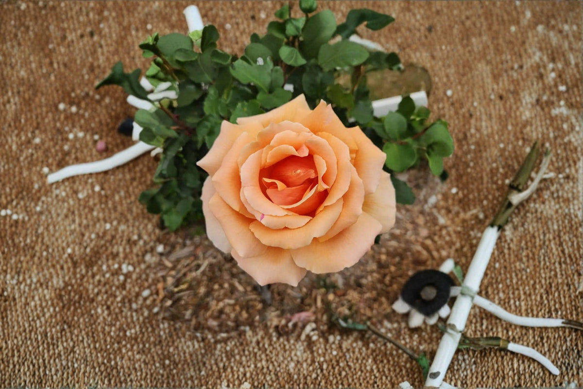 Yellow Apricot Rose Cuttings – Rosa shrub, flowering garden plant, unrooted propagation plant