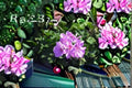 Lavender Ivy Geranium Cuttings – Trailing Pelargonium peltatum with Lavender Flowers – Unrooted Plant for Containers & Hanging Baskets