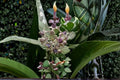 White Giant Milkweed Cuttings – Calotropis gigantea – Tropical Flowering Shrub for Pollinator Gardens