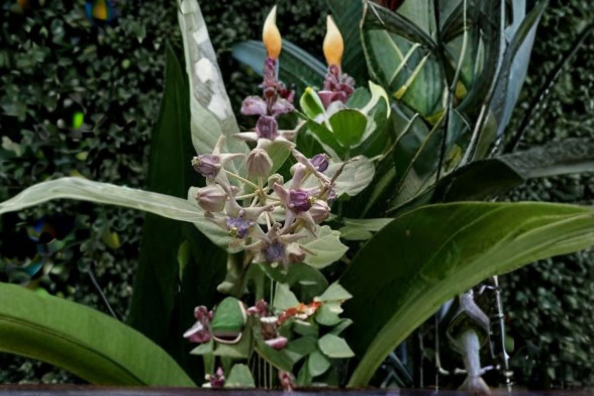 White Giant Milkweed Cuttings – Calotropis gigantea – Tropical Flowering Shrub for Pollinator Gardens