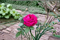 Dianhong Rose Live Plant – Fragrant Edible Yunnan Rose Shrub for Garden, Patio & Borders – Rosa hybrid