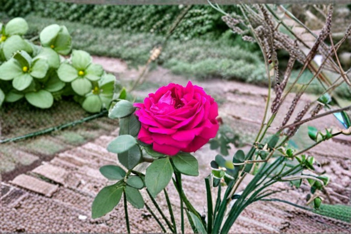 Dianhong Rose Live Plant – Fragrant Edible Yunnan Rose Shrub for Garden, Patio & Borders – Rosa hybrid