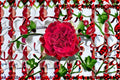 Live Deep Red Velvet Garden Rose Plant – Large Layered Blooms, Wavy Petals, Rosa Hybrid