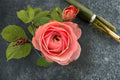 Harper Rose Live Plant – Pink Peach Cup-Shaped Rose – David Austin Style Ornamental Garden Rose for Floral Arrangements