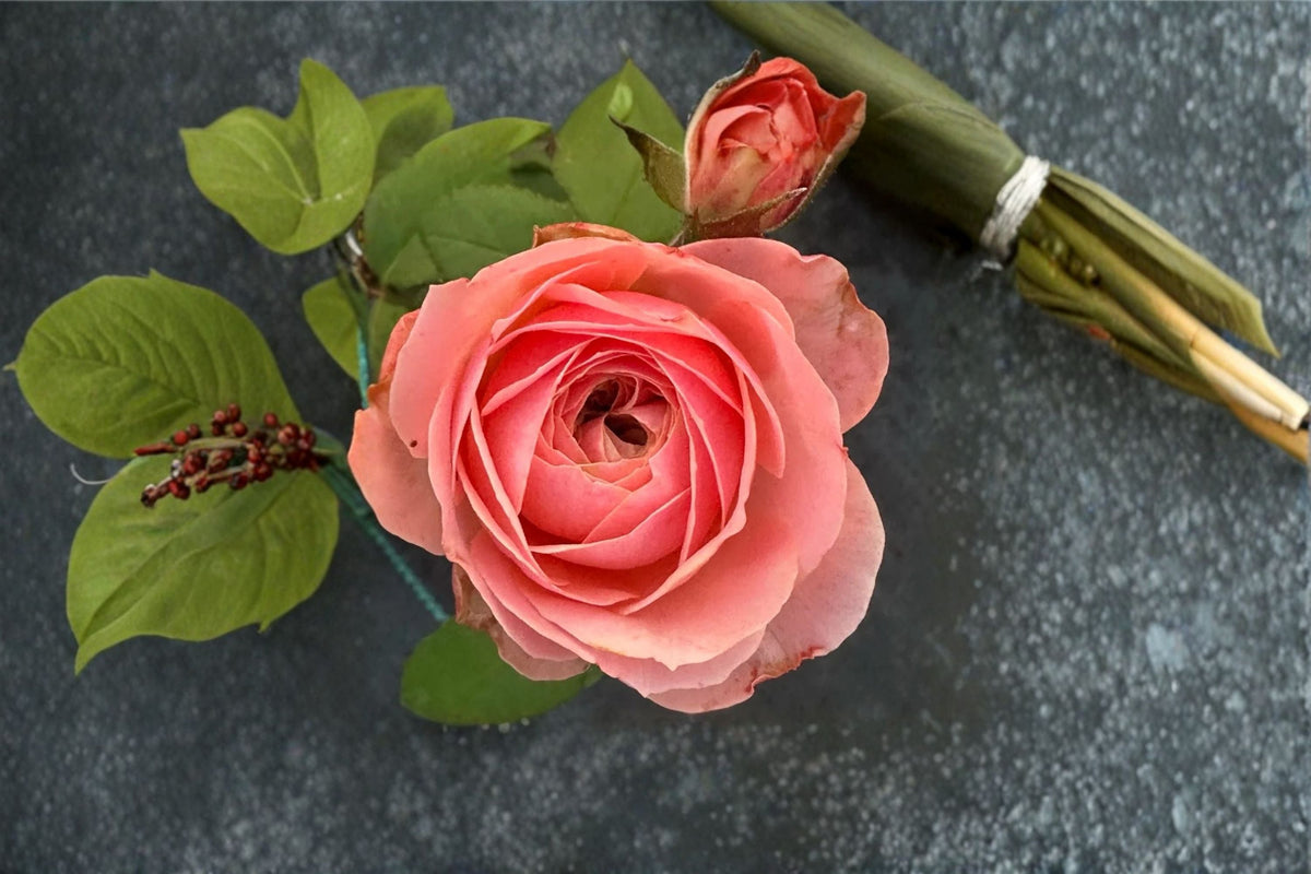 Harper Rose Live Plant – Pink Peach Cup-Shaped Rose – David Austin Style Ornamental Garden Rose for Floral Arrangements