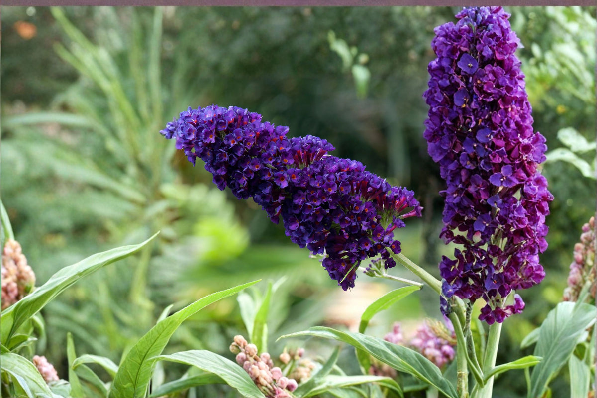 Black Knight Buddleja Plant | Rooted Shrub with Deep Purple Flowers | Buddleja davidii Butterfly Bush for Garden