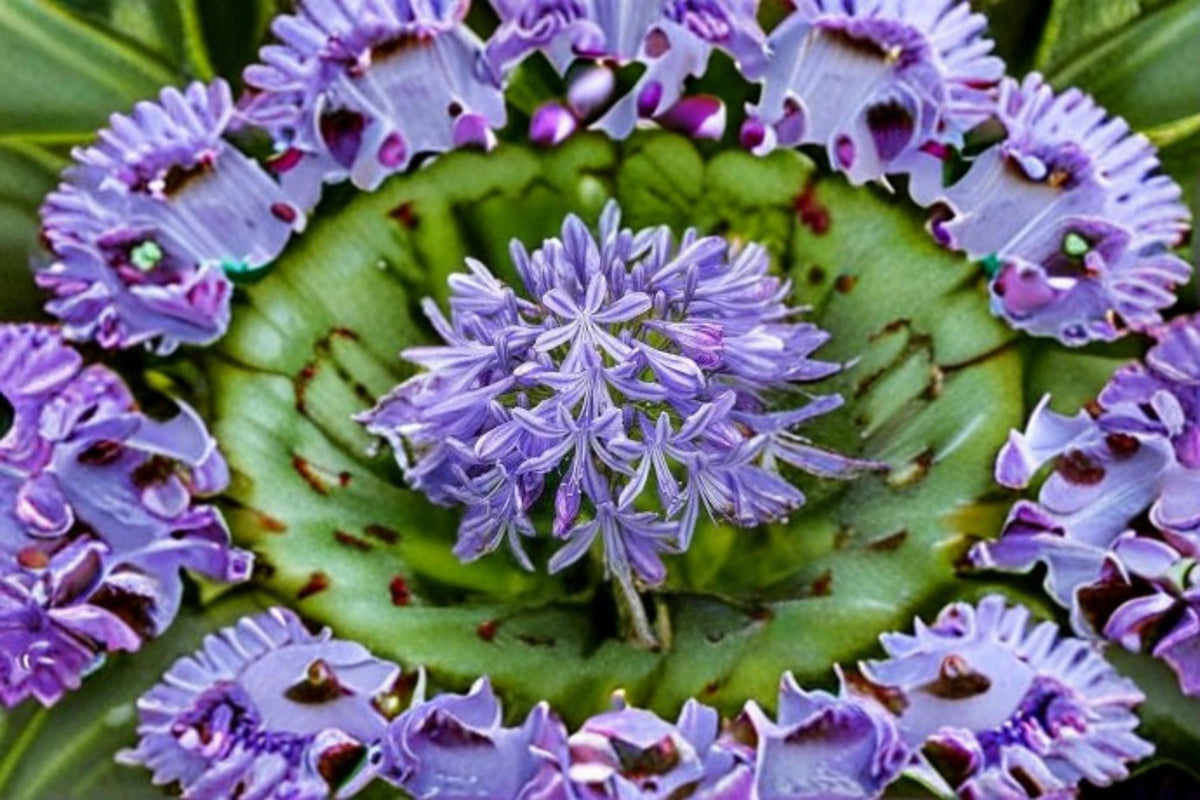 Peter Pan Agapanthus Plant – Blue Flowering Perennial – Agapanthus africanus ‘Peter Pan’ for Borders & Containers