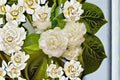 Grand Duke of Tuscany Jasmine Live Plants – 2 Mature Jasminum sambac Climbing Vines with Fragrant White Flowers, 5-Gallon Starter Plants