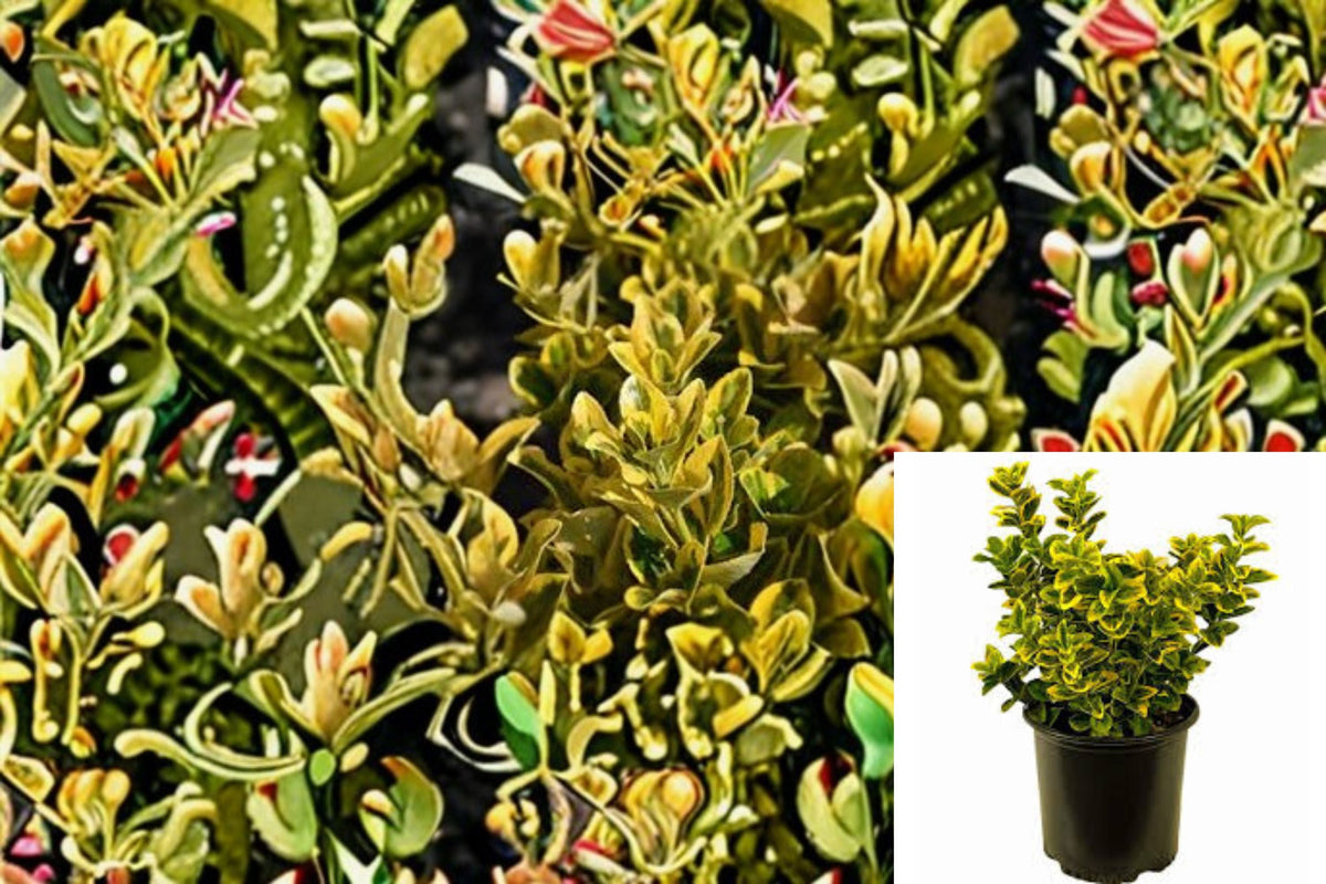 Golden Euonymus Live Plant – Variegated Evergreen Shrub for Hedges and Borders – Euonymus japonicus ‘Aureomarginatus’