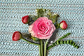Pink Variegated Garden Rose Live Plant – Sweet Spot Rosa Hybrid with Shifting Blooms and High-Centered Flowers