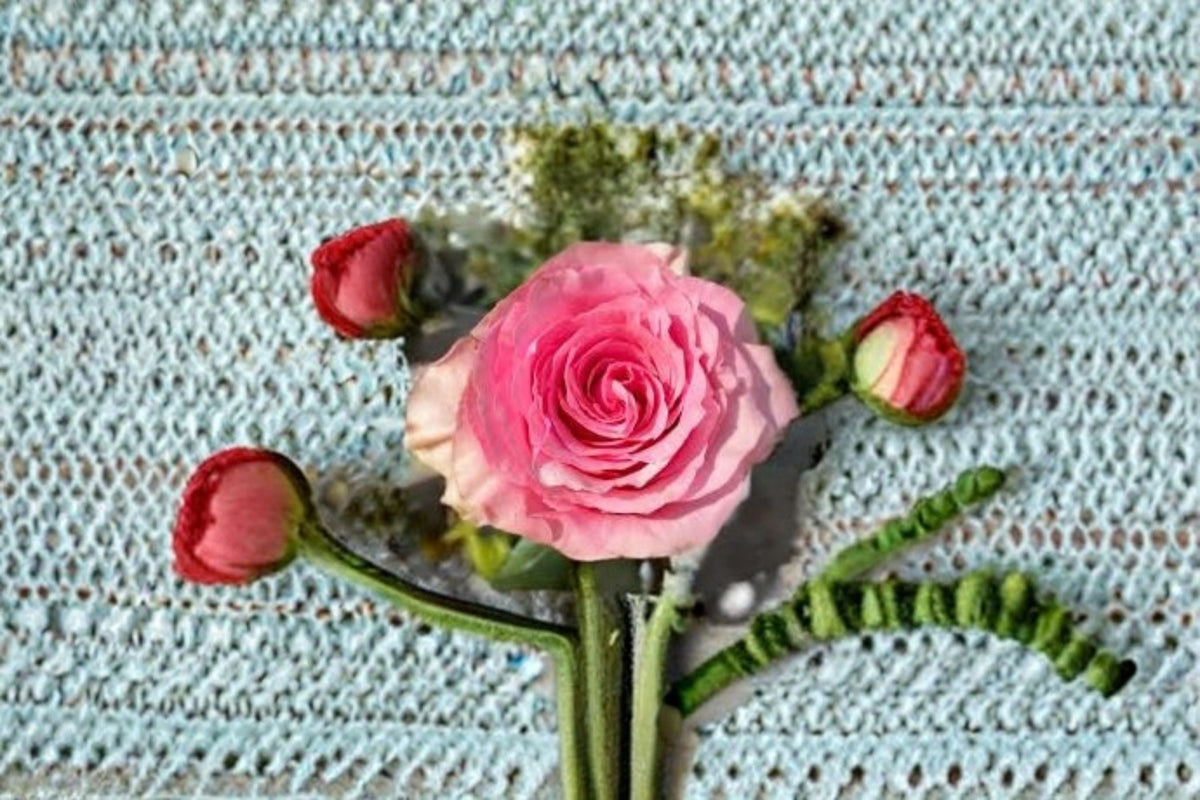 Pink Variegated Garden Rose Live Plant – Sweet Spot Rosa Hybrid with Shifting Blooms and High-Centered Flowers