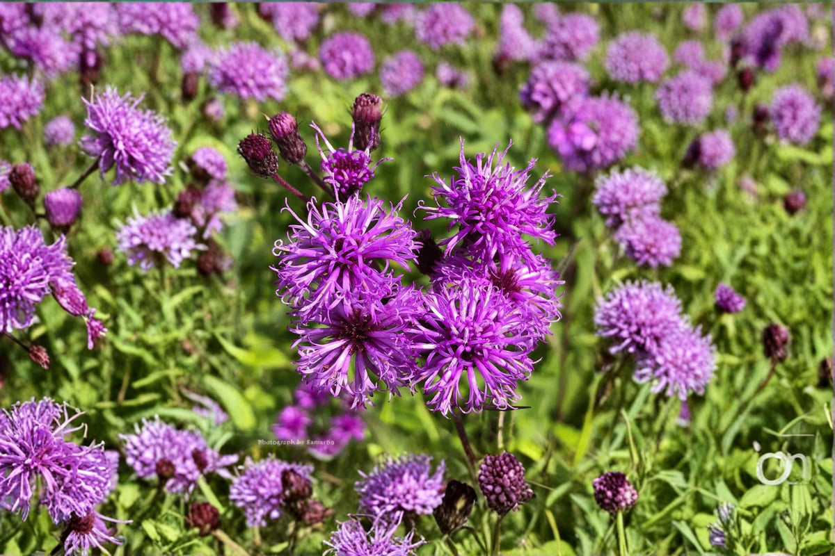 Ironweed Live Plant Clump – Vernonia noveboracensis Pollinator Perennial with Purple Flowers for Butterfly Gardens
