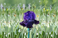Rosalie Figge Iris Live Plant – Purple Blue Bearded Iris – Iris germanica 'Rosalie Figge' – Fragrant Reblooming Perennial