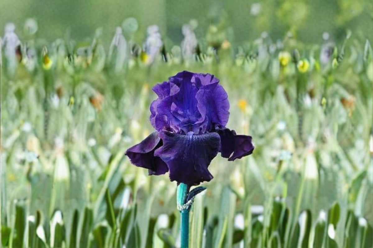 Rosalie Figge Iris Live Plant – Purple Blue Bearded Iris – Iris germanica 'Rosalie Figge' – Fragrant Reblooming Perennial