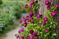 Moss Rose Cuttings Portulaca grandiflora Magenta Flowers Succulent Ground Cover Propagation Plant