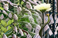 White Gooseneck Live Plant – Spreading Ground Cover Perennial with White Flowers – Lysimachia clethroides