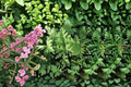 Citronella Plant Starter Pack – Pelargonium citrosum with Lemon Scented Foliage & Lavender-Pink Blooms, 4 Live Plants