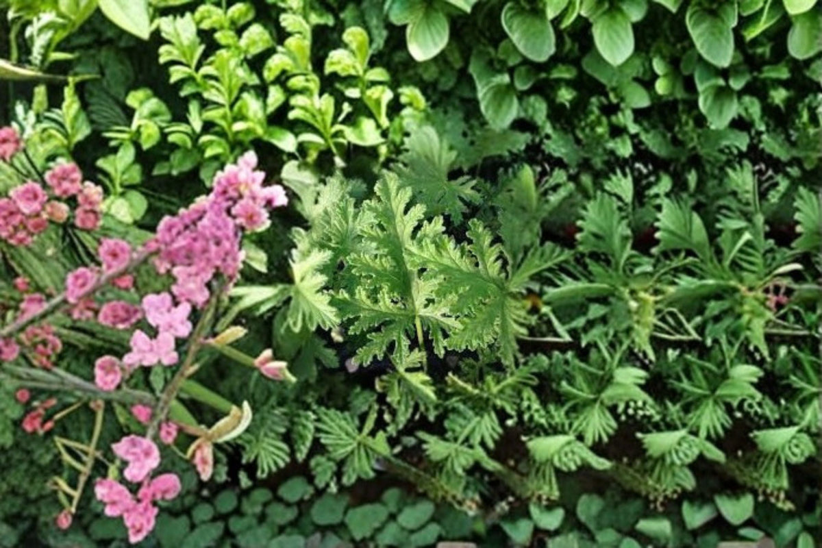 Citronella Plant Starter Pack – Pelargonium citrosum with Lemon Scented Foliage & Lavender-Pink Blooms, 4 Live Plants