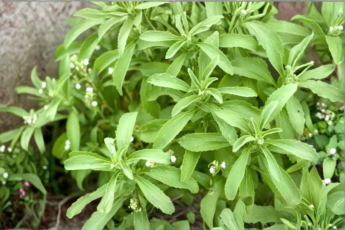 Stevia rebaudiana Live Plant – Culinary Herb with Sweet Leaves – Container or Garden Growing