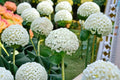 Annabelle Smooth Hydrangea Live Plant – 1 QT Pot – White Flower Clusters – Hydrangea arborescens 'Annabelle'