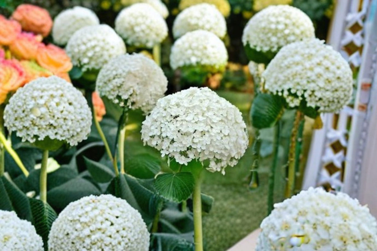 Annabelle Smooth Hydrangea Live Plant – 1 QT Pot – White Flower Clusters – Hydrangea arborescens 'Annabelle'