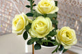 Creamy Eden Rose Live Plant – Repeat Blooming Balcony Rose with White & Green Flowers – Rosa hybrid for Patio & Garden