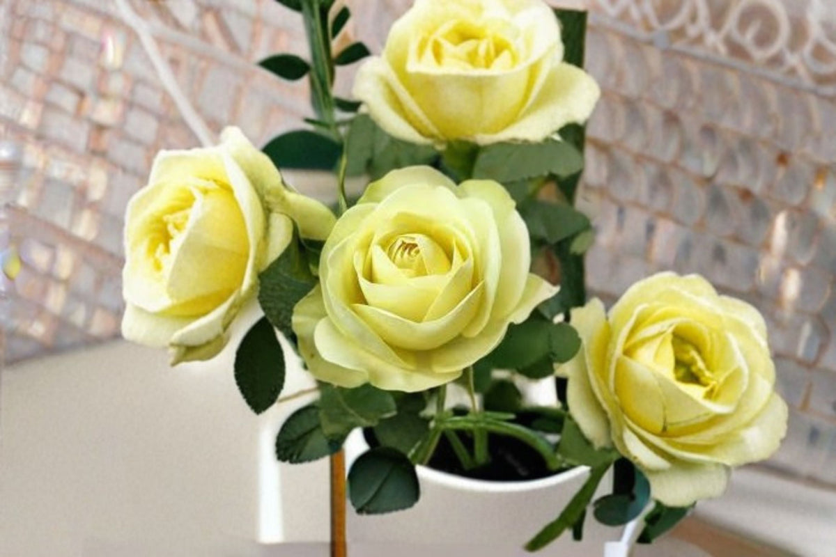 Creamy Eden Rose Live Plant – Repeat Blooming Balcony Rose with White & Green Flowers – Rosa hybrid for Patio & Garden