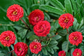 Cherrytini Rose Live Plant – 1.5 Gal Floribunda Cherry Red Pink Reverse Fragrant Disease-Resistant Rosa