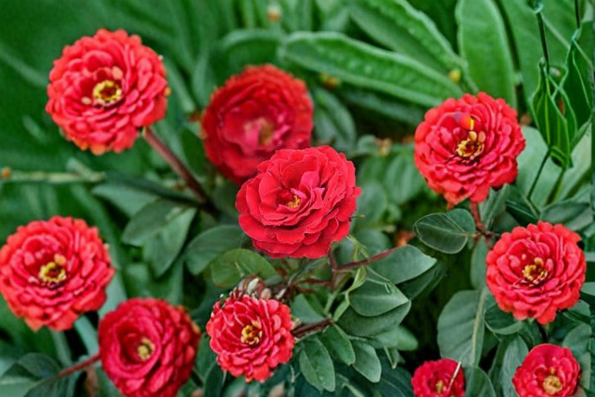 Cherrytini Rose Live Plant – 1.5 Gal Floribunda Cherry Red Pink Reverse Fragrant Disease-Resistant Rosa