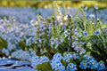 Creeping Rosemary Plant – Trailing Evergreen Herb with Blue Flowers – Rosmarinus officinalis – Drought Tolerant Groundcover