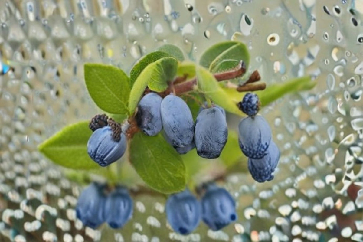 Honeyberry Cuttings 8-Pack Lonicera caerulea Blue Berry Shrub for Edible Garden & Cold Hardy Landscaping