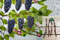 Kyoho Grape Cuttings Vitis vinifera Climbing Fruit Vine for Propagation, Dark Grapes, Backyard Garden
