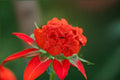 Red Geranium Cuttings – Pelargonium, Bright Red Blooms, Unrooted Propagation Plant, 6 Inches