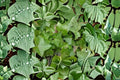 English Ivy Plants 10 Pack | Hedera helix Evergreen Climbing & Ground Cover Vine
