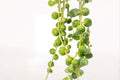 String of Pearls Plant – Trailing Succulent in 4-Inch Pot – Senecio rowleyanus Indoor Houseplant