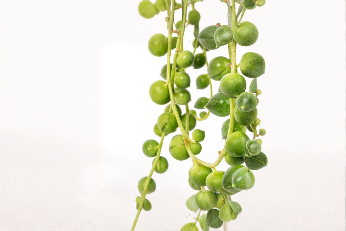 String of Pearls Plant – Trailing Succulent in 4-Inch Pot – Senecio rowleyanus Indoor Houseplant