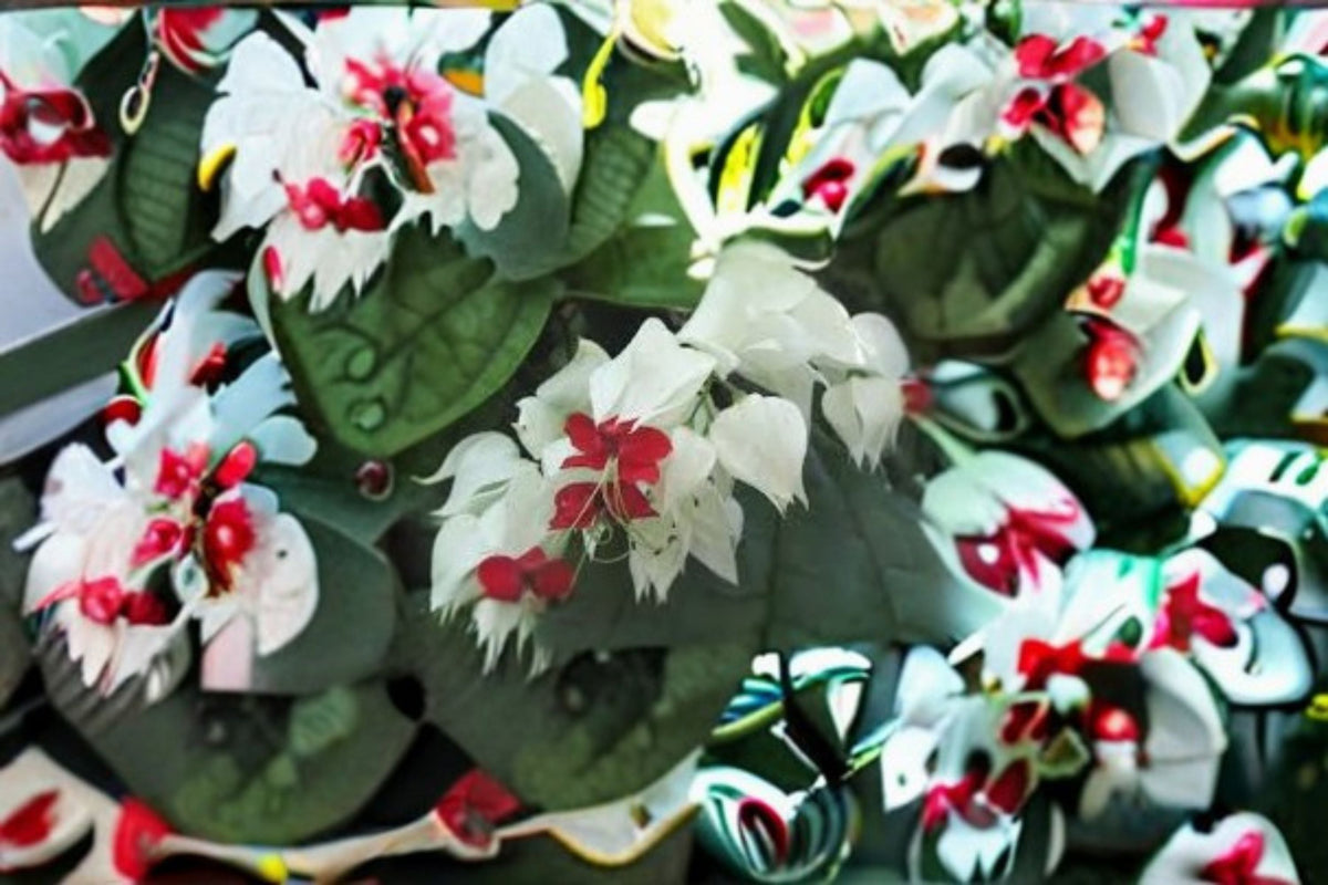 White Bleeding Heart Vine Live Plant in Pot – Clerodendrum thomsoniae White Form, Ornamental Flowering Vine for Gardens & Containers
