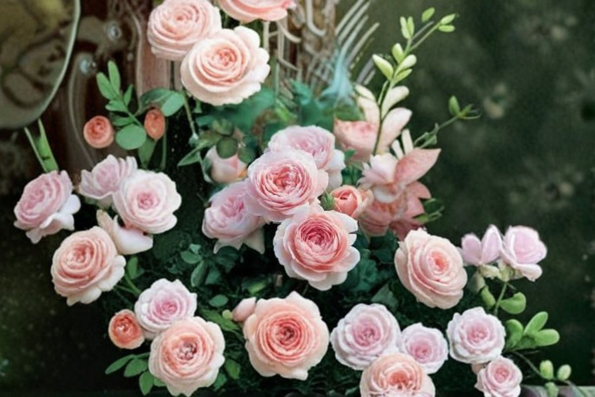 Live Austiger Lollipop Rose Tree Plant – Pink Blooming Ornamental Garden Rose Rosa Hybrid, 2–3 Feet Tall