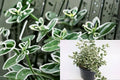 Emerald Gaiety Euonymus Live Plant – Variegated Evergreen Shrub for Groundcover & Borders – Euonymus fortunei