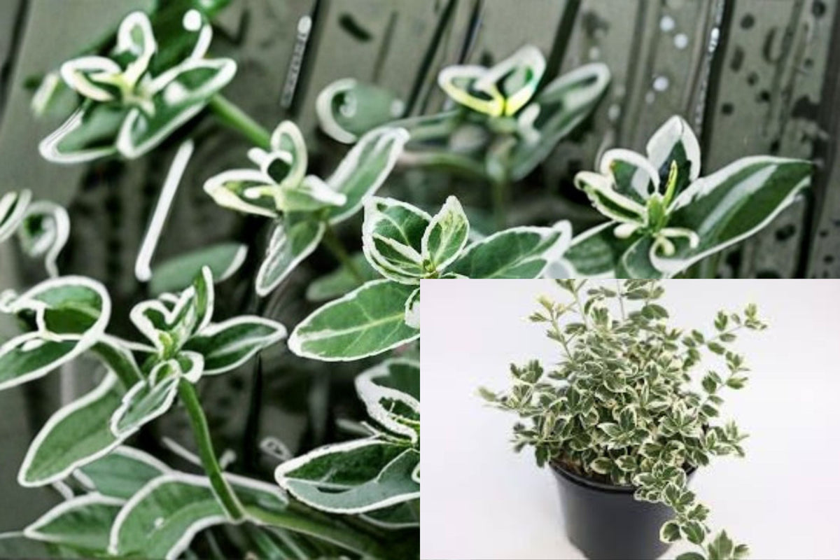 Emerald Gaiety Euonymus Live Plant – Variegated Evergreen Shrub for Groundcover & Borders – Euonymus fortunei