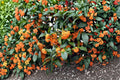 Apricot Echo Tea Olive Plant | Fragrant Osmanthus fragrans | Evergreen Shrub with Apricot Flowers for Garden or Container