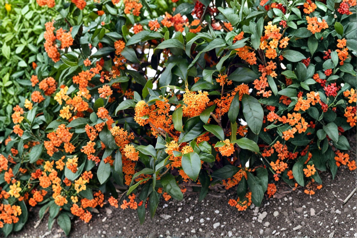 Apricot Echo Tea Olive Plant | Fragrant Osmanthus fragrans | Evergreen Shrub with Apricot Flowers for Garden or Container