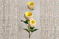 Live Pink Teresa Rose Cut Plant – Repeat Blooming Garden Rose Rosa Hybrid for Floral Arrangements & Borders