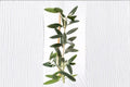 Leccino Olive Live Starter Plant – Edible Olea europaea for Garden, Container, Orchard