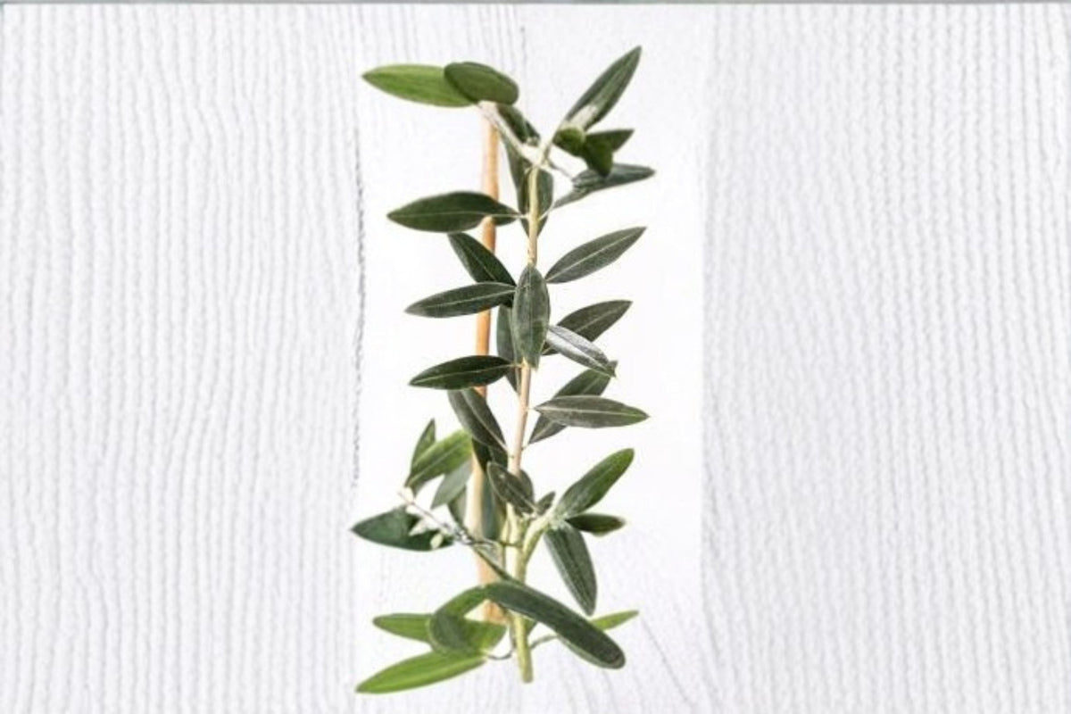 Leccino Olive Live Starter Plant – Edible Olea europaea for Garden, Container, Orchard
